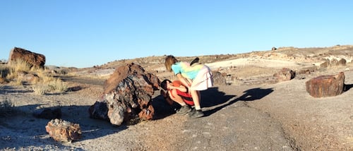 kids petrified wood